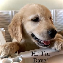 Golden Retriever Puppies from Graceful Goldens