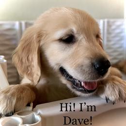 Golden Retriever Puppies from Graceful Goldens
