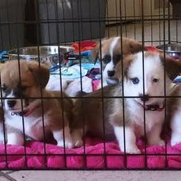 Pembroke Welsh Corgi Puppies from Wind Mountain Corgis