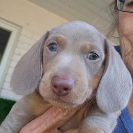 Larry - Fawn (Isabella) male Dachshund puppy in Sarasota County, Florida from Donna's Mini Joys