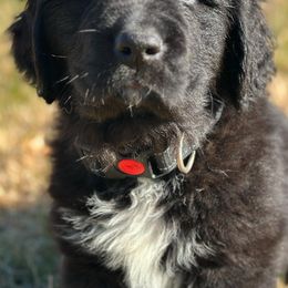 Newfoundland Puppies from Majestic Gentle Giants