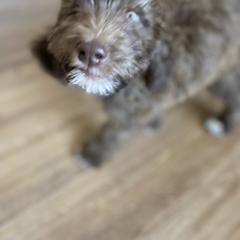 Aussiedoodle, Poodle, and Saint Berdoodle Puppies from Remington Kennels, LLC