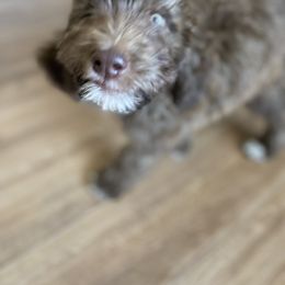 Aussiedoodle, Poodle, and Saint Berdoodle Puppies from Remington Kennels, LLC