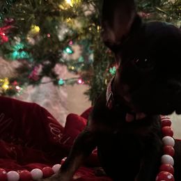 French Bulldogs and Miniature Australian Shepherds from Thornquest