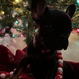 French Bulldogs and Miniature Australian Shepherds from Thornquest