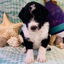 Mahi - Parti male Poodle puppy in Harpers Ferry, West Virginia from Oso Perfect Poodles and Doodles