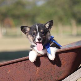 Boy 1 Blue - Black and tan male Pembroke Welsh Corgi puppy in Ville Platte, Louisiana from Flat town corgis