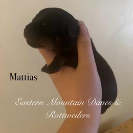 Mattias - Black and mahogany male Rottweiler puppy in Hermon, Maine from Eastern Mountain Danes & Rottweilers