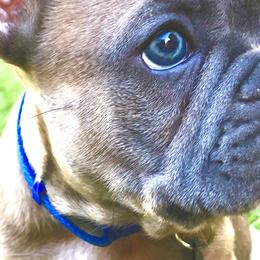 French Bulldogs from Spinner puppies