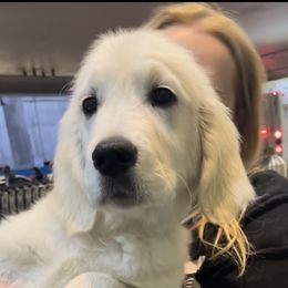 Ella - Golden Retriever