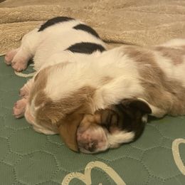 Basset Hound Puppies from Peach Blossom Bassets