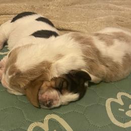 Basset Hound Puppies from Peach Blossom Bassets