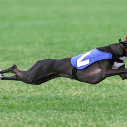 Italian Greyhound All Grown Up from Micci Italian Greyhounds