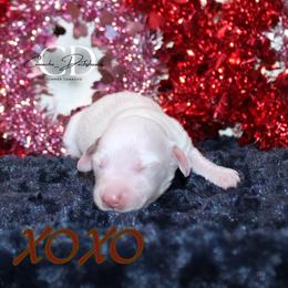 XOXO - Chocolate female Dachshund puppy in Huntington, Texas from Camacho_Dachshunds
