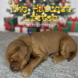 Cinnamon - Apricot female Goldendoodle puppy in Houston, Texas from Golden Life Doodles