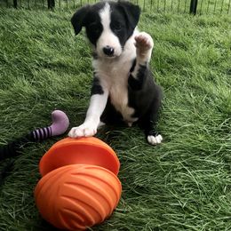 Border Collie Puppies from Gulan Farm Border Collies