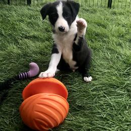 Border Collie Puppies from Gulan Farm Border Collies