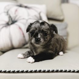 Anne - Merle female Chihuahua puppy in Chesapeake, Virginia from Elsbeth's Chihuahuas