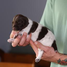 German Shorthaired Pointer Puppies from RED Clay Dogs