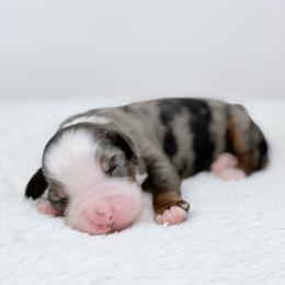Marshmallow - Blue merle female Bernedoodle puppy in Fleming, Colorado from Vandenbark Doodles