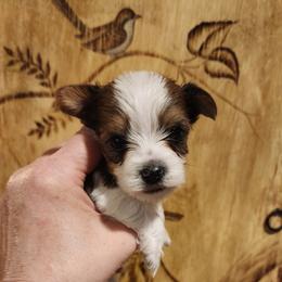 Dachshund and Yorkshire Terrier Puppies from Tiny Paws Dachshund Breeder