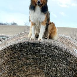 English Shepherd All Grown Up from Town & Country English Shepherds