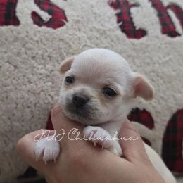 Snowy - Cream and white male Chihuahua puppy in El Paso, Texas from JVJ Chihuahua