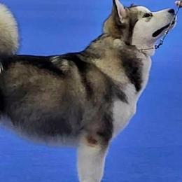 Megan - Alaskan Malamute