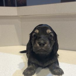 Gus - Black and cream male Dachshund puppy in Charlotte County, Florida from Doxie Den