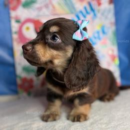 JigglyPuff - Chocolate and cream female Dachshund puppy in Washington from Beautiful Doxies