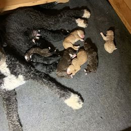 Bernedoodle, German Shepherd, and Labradoodle Puppies from ElaGant Acres