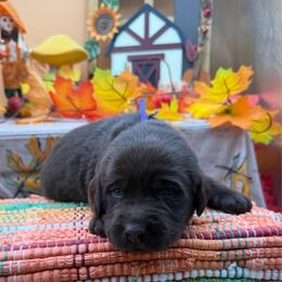 Purple - Chocolate male Labrador Retriever puppy in Heath Springs, South Carolina from Rich Hill Retrievers
