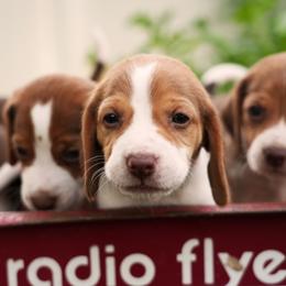 Beagle Puppies from Desert Sage Beagles