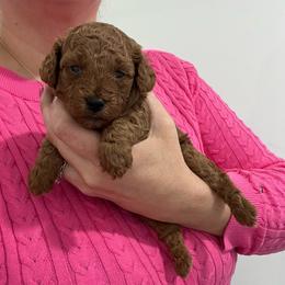 Rosco - Apricot male Poodle puppy in Houston, Texas from Texas Toy Poodles
