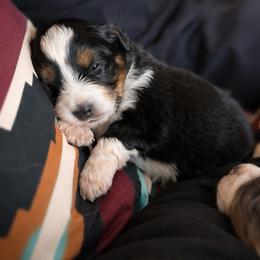 Toy Australian Shepherd Puppies from Itty Bitty Aussies
