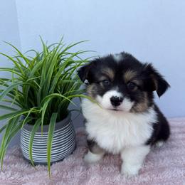 Journey-Fluffy - Black and tan female Pembroke Welsh Corgi puppy in Scottown, Ohio from Wyndy Ridge Corgis