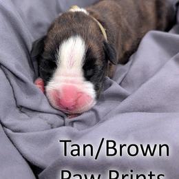 Jawa - Tan and Brown Paw Prints - Brindle male Boxer puppy in Sherrill, Iowa from Balltown Boxers
