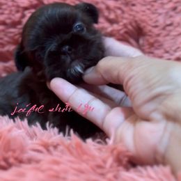 Shih Tzu Puppies from Joiful Shih Tzu