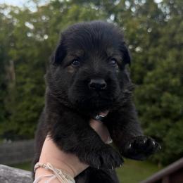 Pink - Sable female German Shepherd puppy in Tennessee from Chattanooga Tn German Shepherds