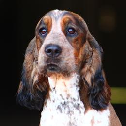 Greta - English Springer Spaniel