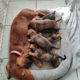 Dachshund Puppies from House of Slinkys