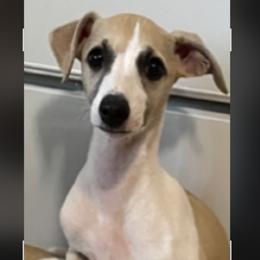Borzoi, Brussels Griffon, and Whippet All Grown Up from Patti Fitzgerald