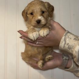 Goldendoodle Puppies from Hollywood Doodles