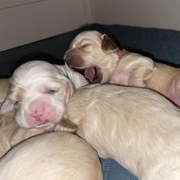 Cocker Spaniel Puppies from Brooks House Cocker Spaniels