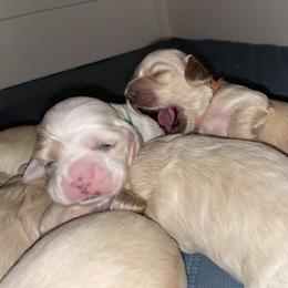 Cocker Spaniel Puppies from Brooks House Cocker Spaniels