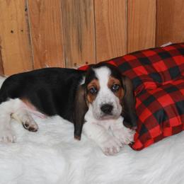 Alax - Black white and brown male Basset Hound puppy in Dover, Arkansas from S&S American Bassets