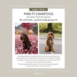Cavapoo puppies from Sage & Paws Puppy co.