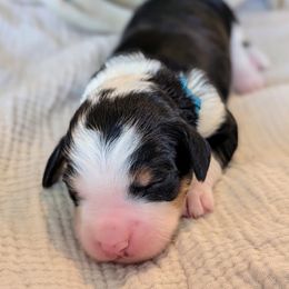 Blue girl - Tri-color female Bernedoodle puppy in Beaumont, Texas from Joy's Dood Ranch