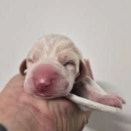 Eleanor - White and orange female Bracco Italiano puppy in Silver Summit, Utah from Snow Peak Kennel