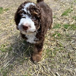 Bernedoodle Puppies from Mindys Doodles